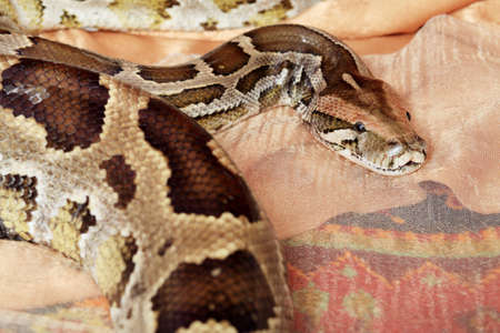 Studio shot of a big python.の写真素材