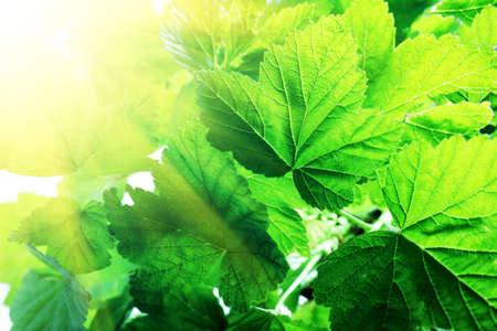 Fresh green leaves, currant bushes.の写真素材
