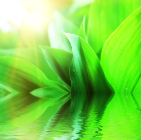 Fresh green leaves with drops of water, lily of the valley.の写真素材