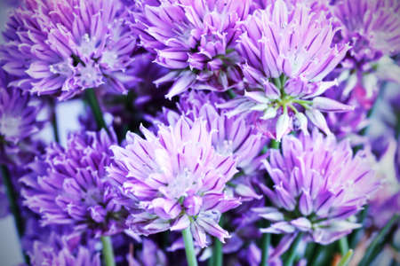 Close-up of a bunch of decorative onion.の写真素材