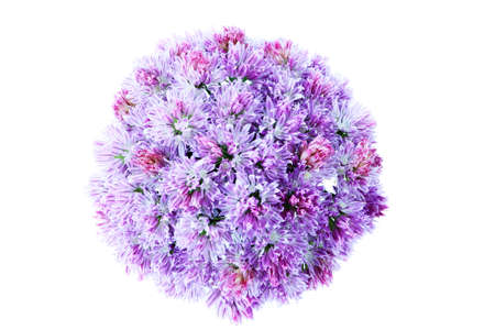 Close-up of a bunch of decorative onion.の写真素材