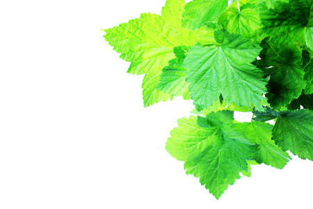 Fresh green leaves, currant bushes. Isolated over white background.の写真素材