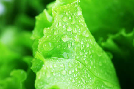 Fresh green leaves of lettuce with drops of water.の写真素材