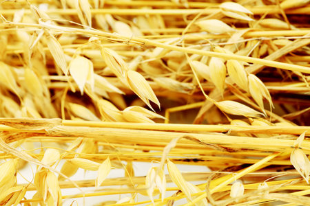 Close-up of ears of oats. Background.の写真素材