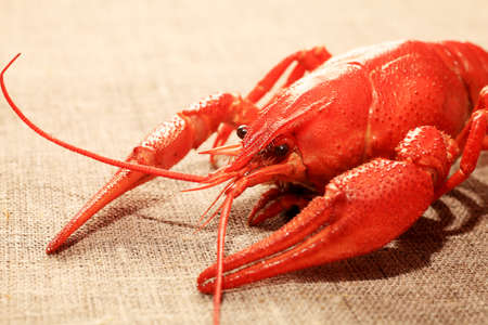 Close up of boiled crawfish.の写真素材