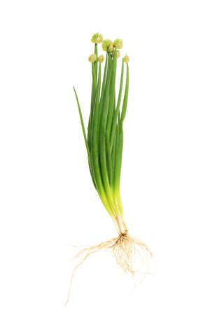 Fresh blossoming onion isolated over white background.の写真素材