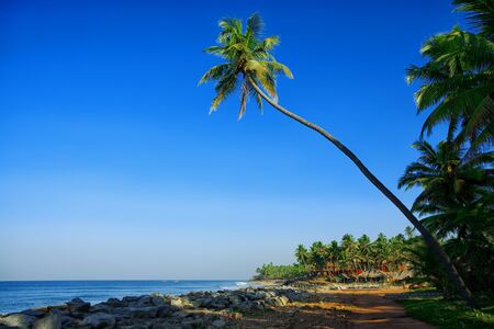 Picturesque landscape of tranquil island beach with palms.の写真素材