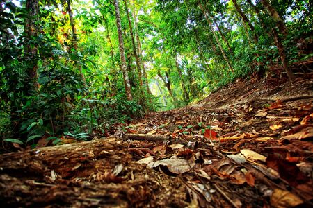 Tropical forest, palm trees and trank.の写真素材
