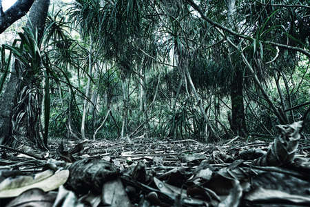 Tropical forest, palm trees and trank.の写真素材