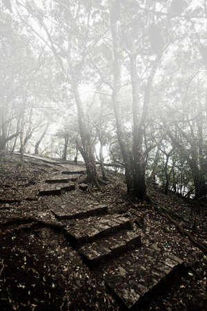 Wild tropical forest, trees and trank.の写真素材