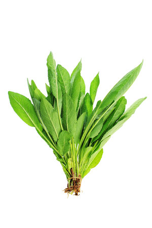 Fresh lettuce isolated over white background.