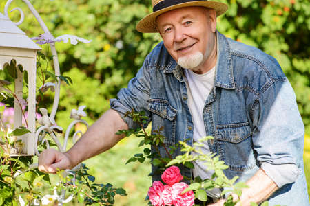 Portrait of a handsome senior man growing roses in his garden. Gardening and floriculture. Happy retirement.の写真素材