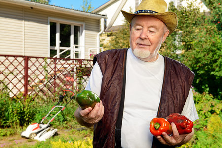 Portrait of a smiling senior man standing in his garden and demonstrating good harvest of sweet...
