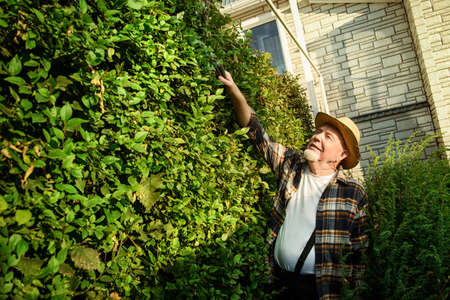 Senior man trimming garden plants. Gardening concept. Happy retirement.の写真素材