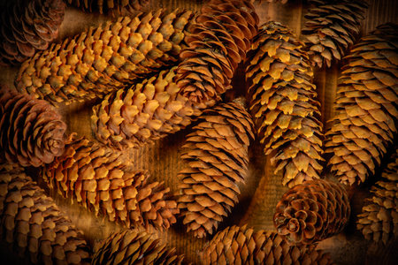 Christmas background with pine cones on wooden surfaceの写真素材