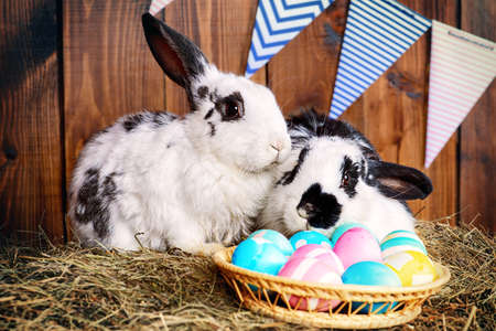 Two fluffy easter bunny sitting on a hay close to painted eggs. Rural style, easter decoration.の写真素材