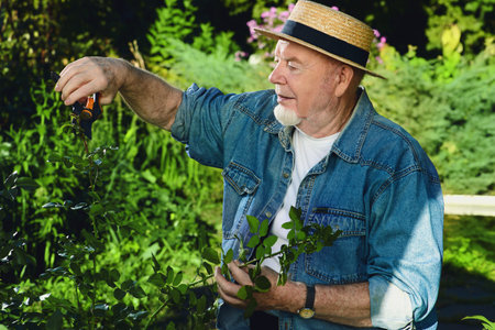 Senior man pruning garden rose branch with secateurs.