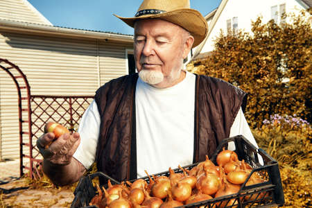 Handsome smiling senior man standing in his garden and demonstrating good crop of onions. Gardening and vegetable farming. Happy retirement.の写真素材