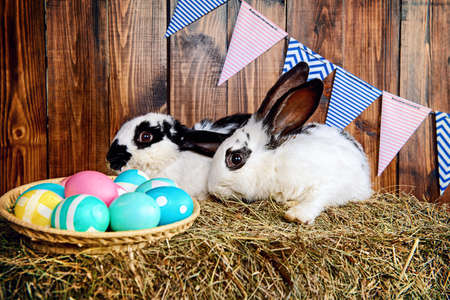 Two fluffy easter bunnies sitting on a hay close to painted eggs. Rural style, easter decoration.の写真素材