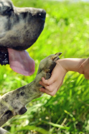 Large dog gives the paw to the child. Friendship of animals and children.の写真素材