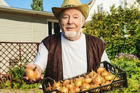 Portrait of an elderly man holding a box of onions in his hands. Summer vacation in the country. Agricultural industry. Work in the garden.の写真素材