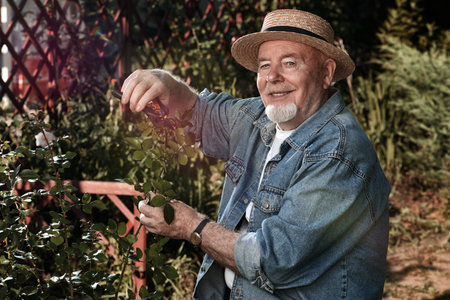 An elderly gardener is cutting a rose in the garden. Gardening. Country life.