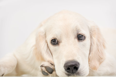 Close-up portrait of a Golden Retriever puppy. White background.