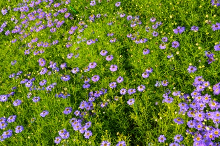 Daisy flowers from Garden. These flowers are small in size but they bloom in great numbers. の写真素材