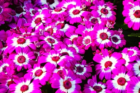 Pink and White Flowers in Garden  These flowowers in natural habitate  の写真素材