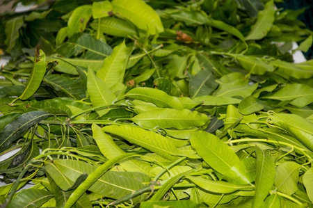 Leaf and Leaves of mango plants on table forming the bed of green material  の写真素材