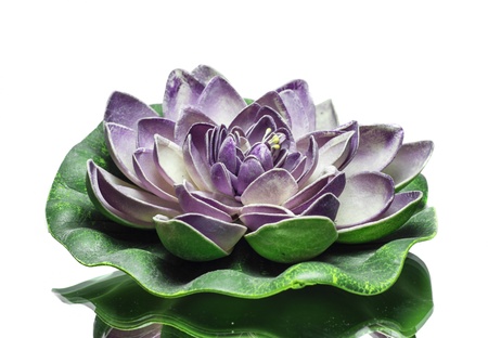 Megenta lotus on white background with reflection  の写真素材