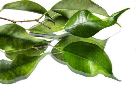 Green leaves with clear refelction on white surface 