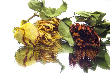 Withered flowers on white background.の写真素材