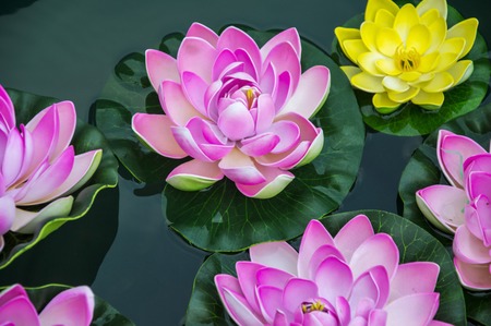 Small artificial lotus flowers in the pond の写真素材