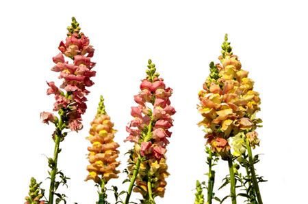 Antirrhinum flowers of yellow and pink colors on white backgroundの写真素材
