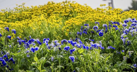 Blue and yellow colored mixed flowers in parkの写真素材