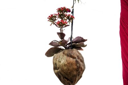 Coconut for growing the plants and flowers/の写真素材