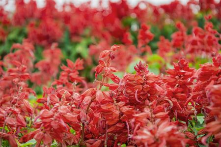 Scarlet sage flowers of red color and on green plantsの写真素材