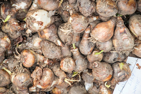 Bulb roots of different plants to be grown