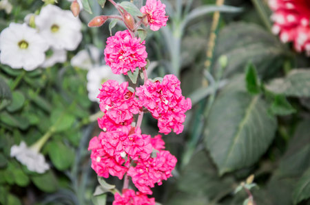 Red pink flowers on tree stem in the gardenの写真素材