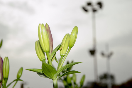 Lily flower buds in closeup with green leavesの写真素材