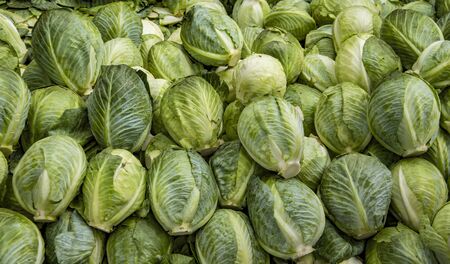 Green cabbage on sale at a shop in the marketの写真素材