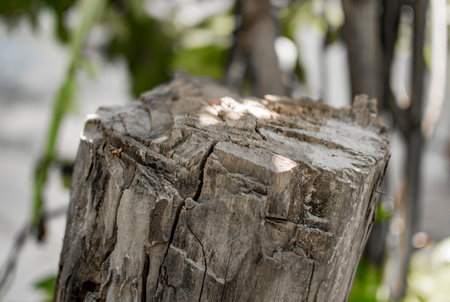 chopped old tree with cracks and dirt