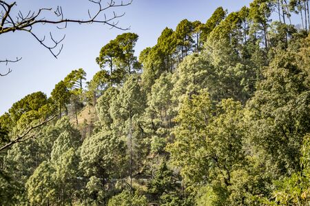 Jungle in mountains of himalayan range having different treesの写真素材