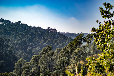 Long green trees in misty mountains of himalayan range