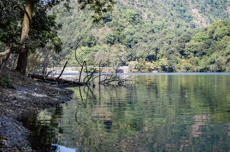 Branches of tree submerged in the water of lake.