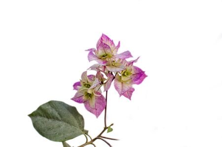Isolated bougainvillea pink flowers on white background.の写真素材
