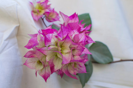 Purple and yellow bougainvillea flowers on white cloth background.