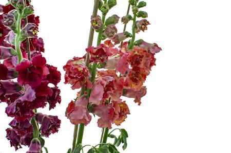 Purple red flowers on stem isolated on white.の写真素材