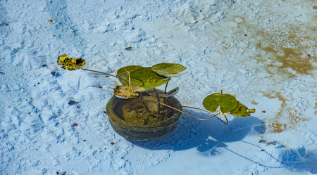 Floating lilly in the pond and placed in a pot.の写真素材